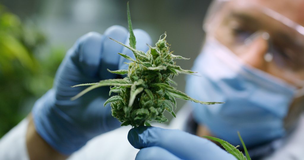 Cannabis and COVID-19