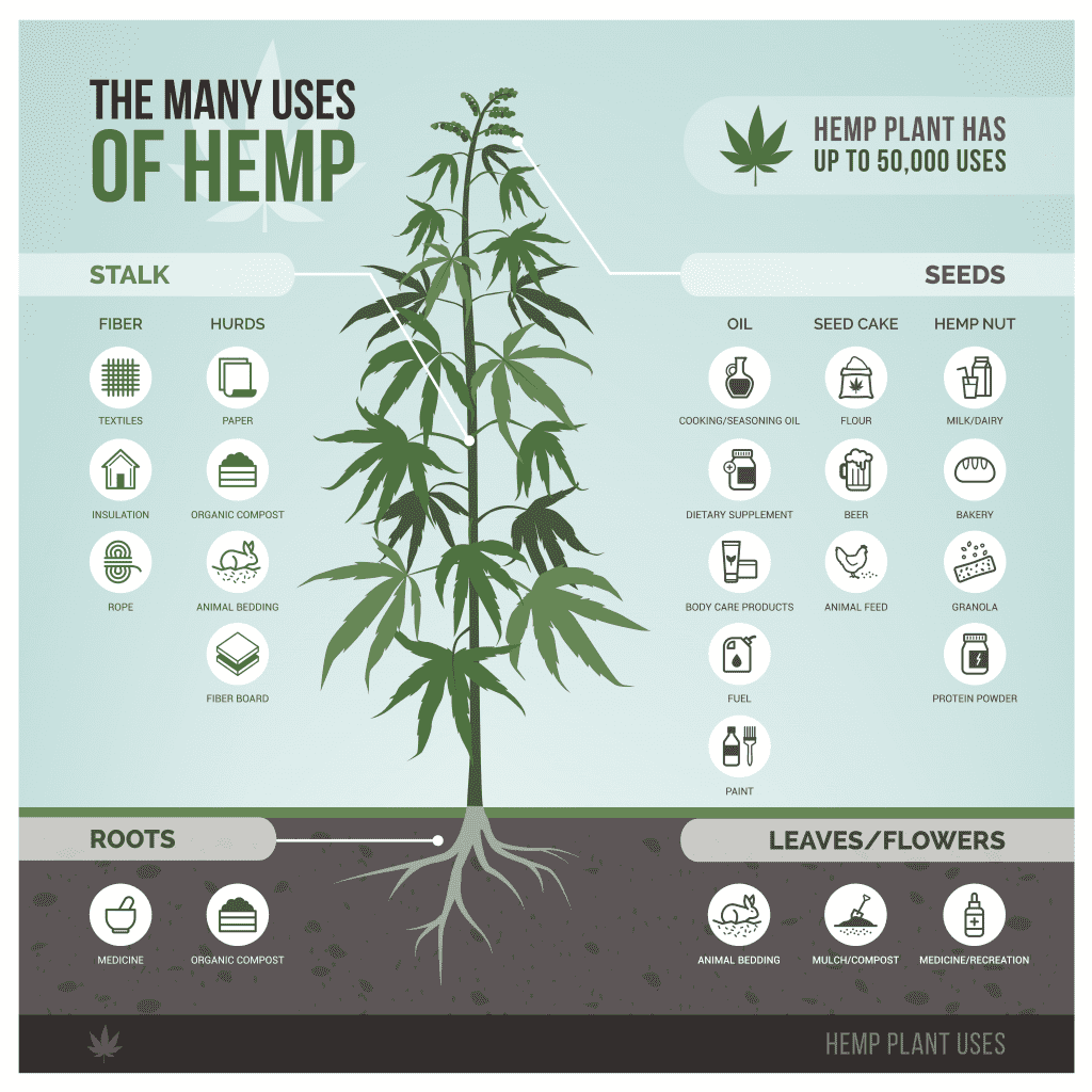 What is Hemp? It's a Super Plant. Learn Why!