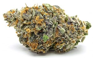 Mimosa Strain