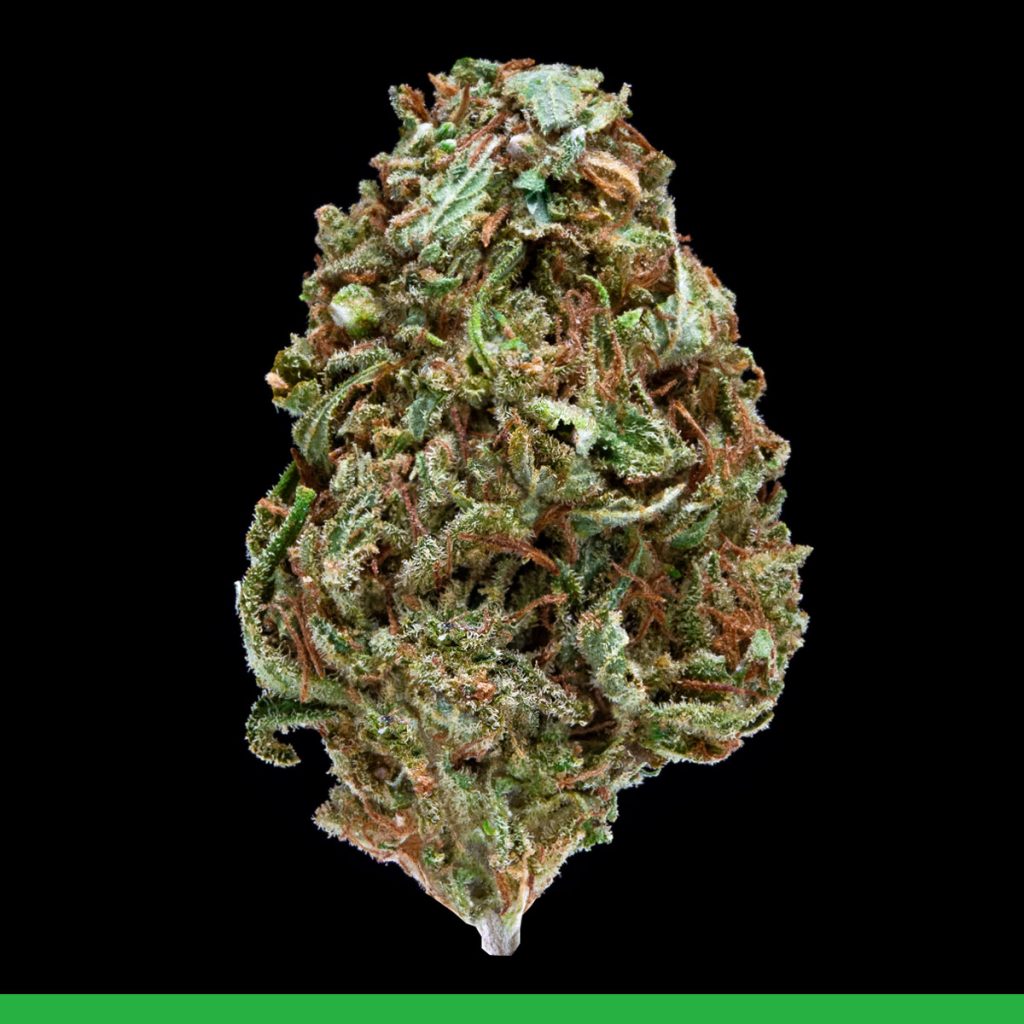 Kaya Bali Hai Strain