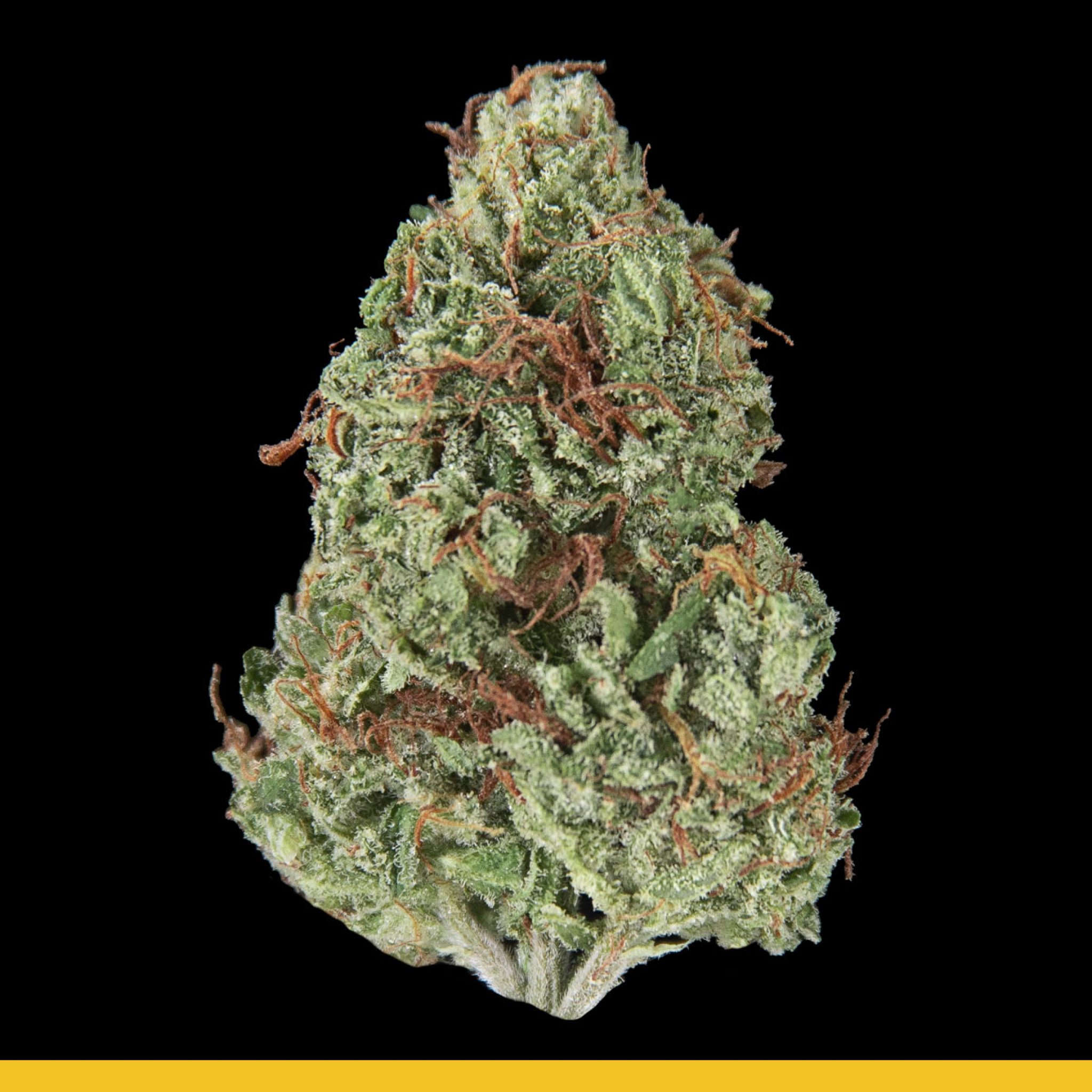 Kaya Ganjie | Strain Information | Flavor Fix