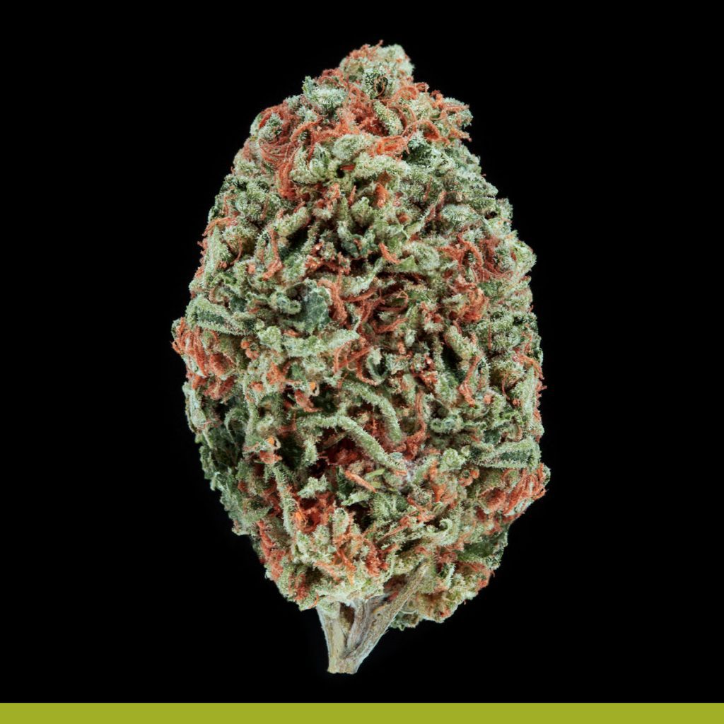 Kaya Island Girl Strain
