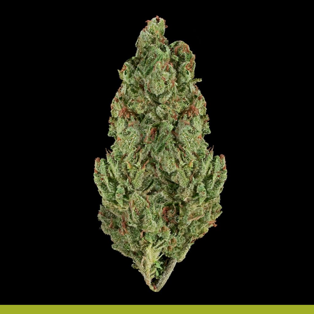 Kaya Haze Strain