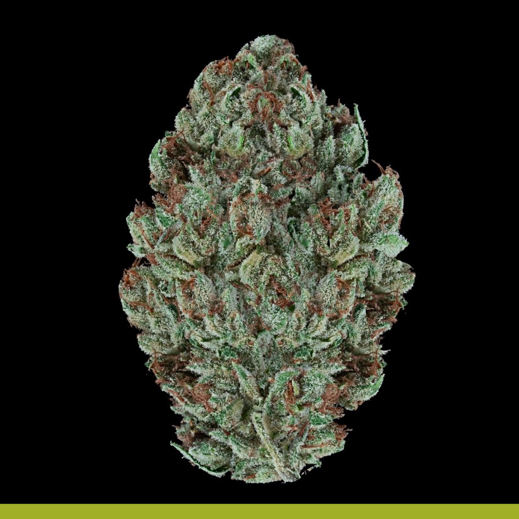 Kaya Maestro Strain