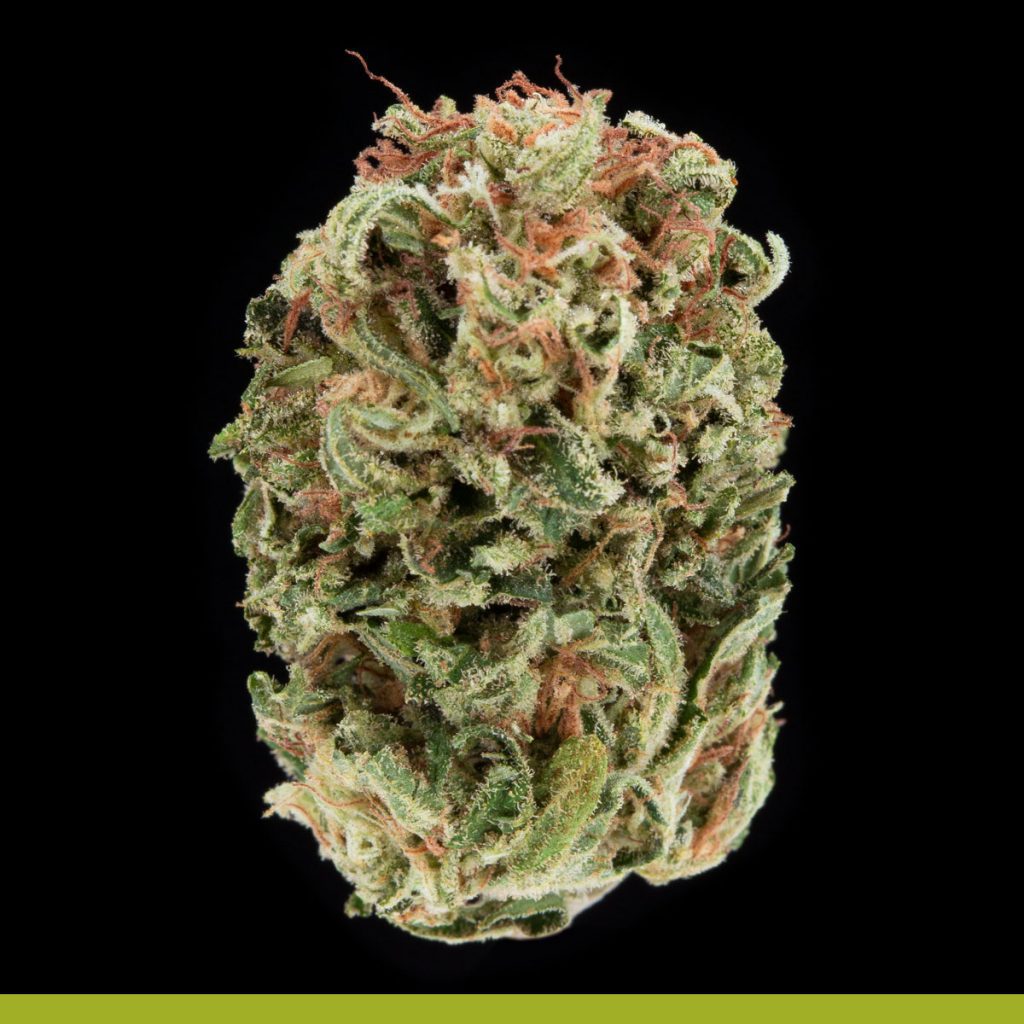 Kaya Mangonani Strain