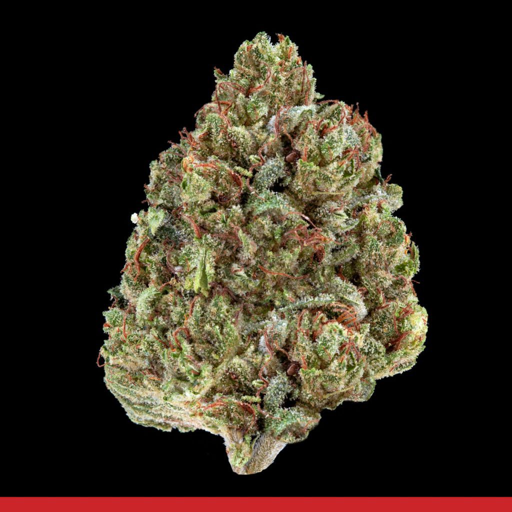 Kaya Sting-a-ling Strain