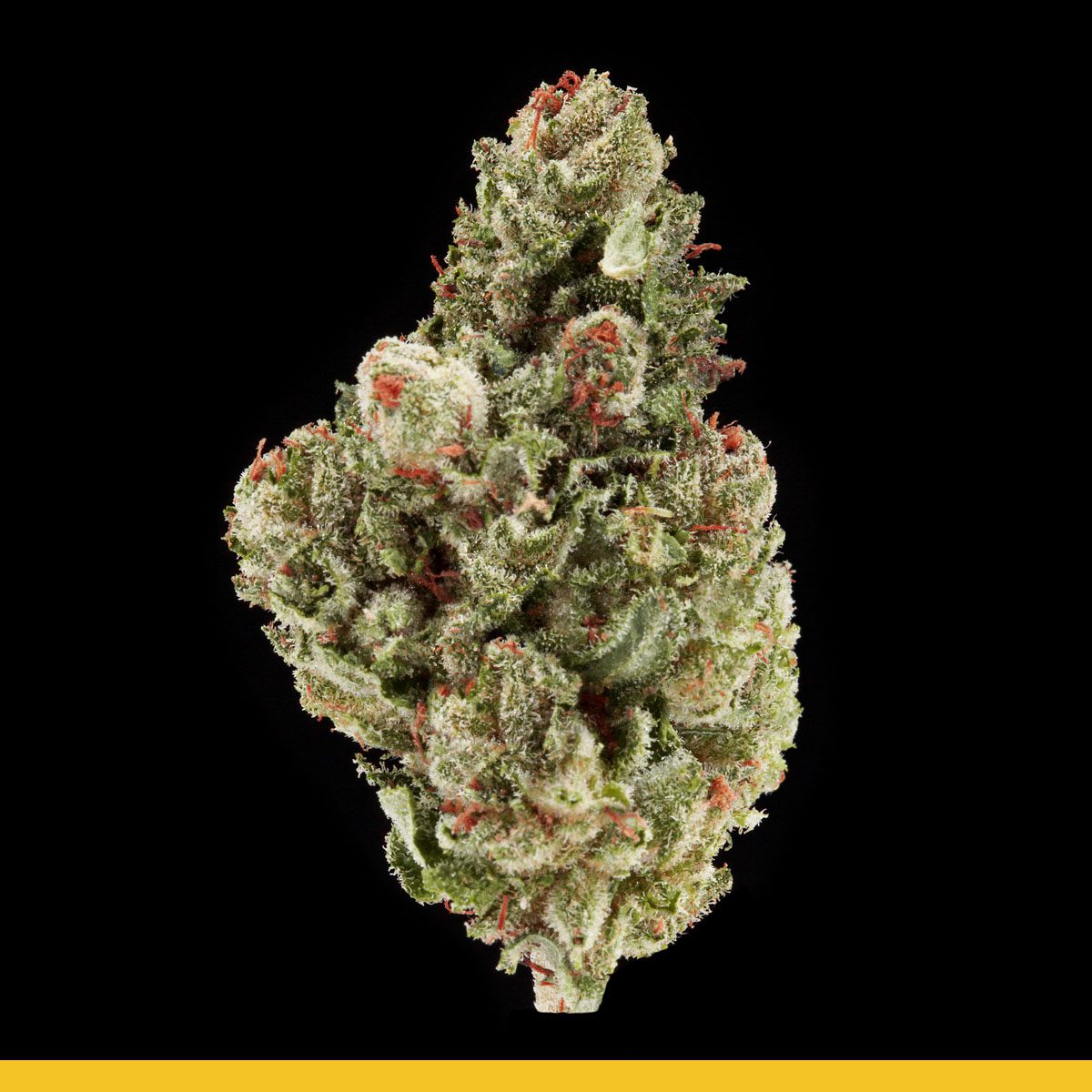 Kaya Tropical Frost Strain Information Flavor Fix