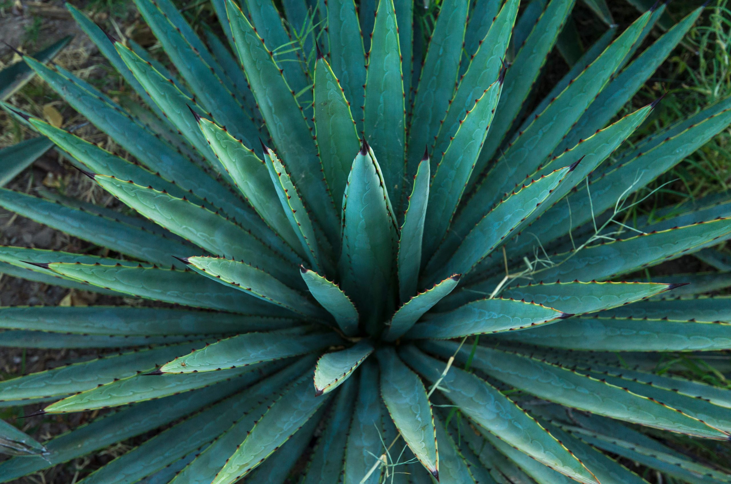 Agave for Mezcal