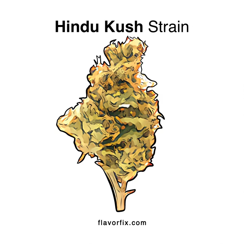 Hindu Kush Strain