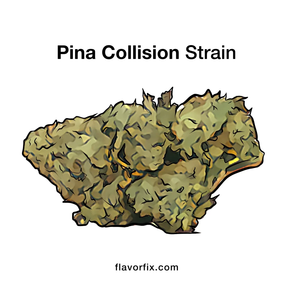 Pina Collision Strain