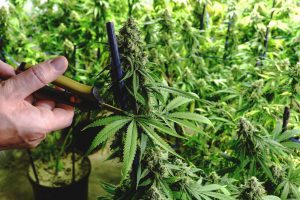 train your weed plant
