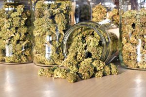 counting weed buds