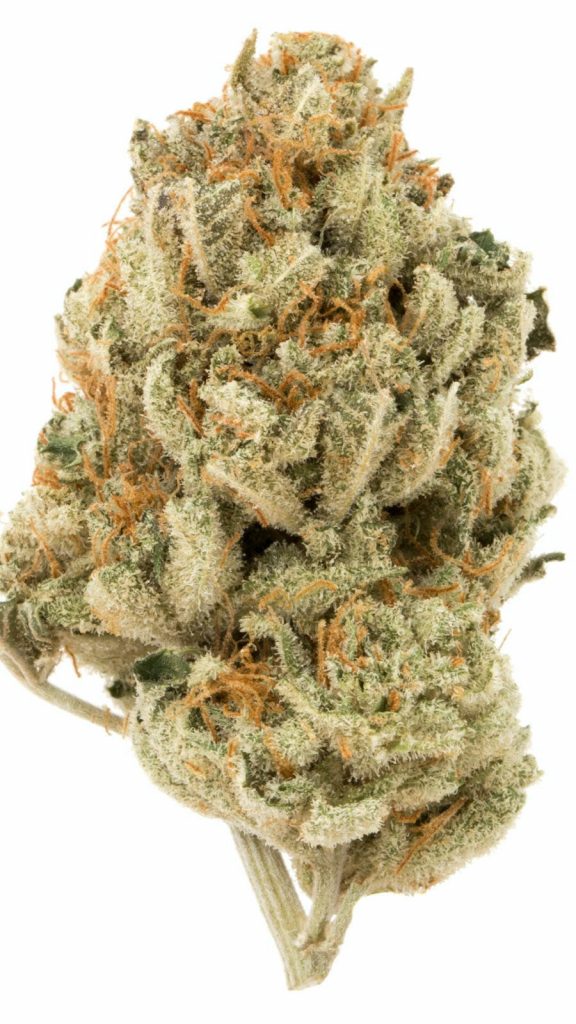 Cinderella 99 strain