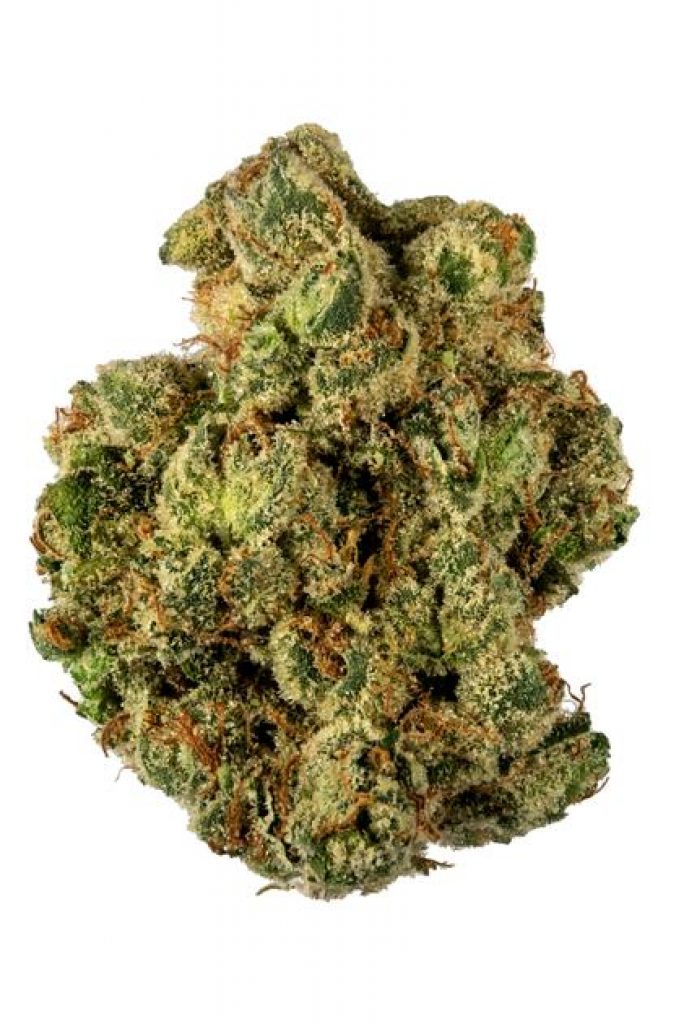 G13 strain