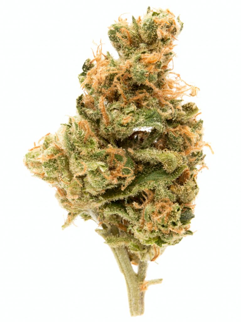 hindu kush strain