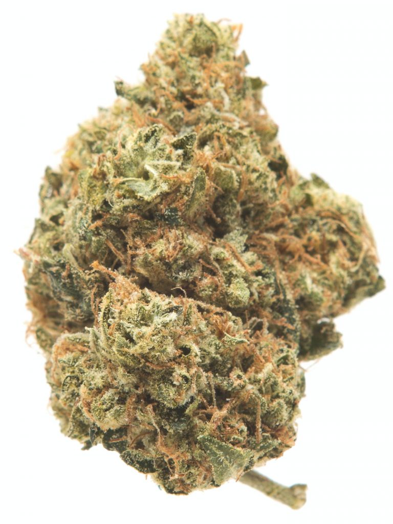 Bootlegger Strain