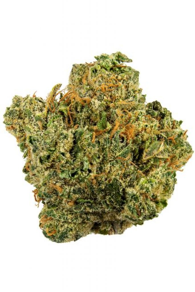 gg5 strain