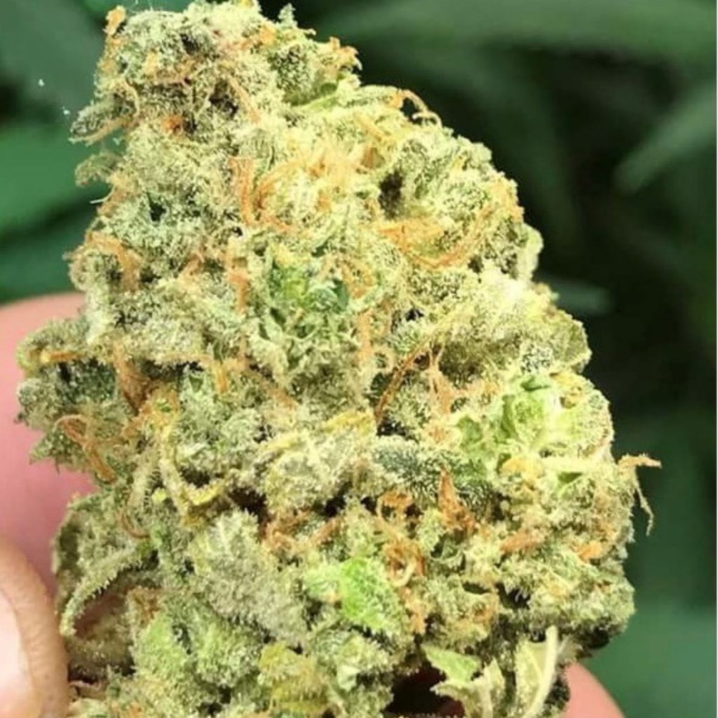 GlueChee Strain