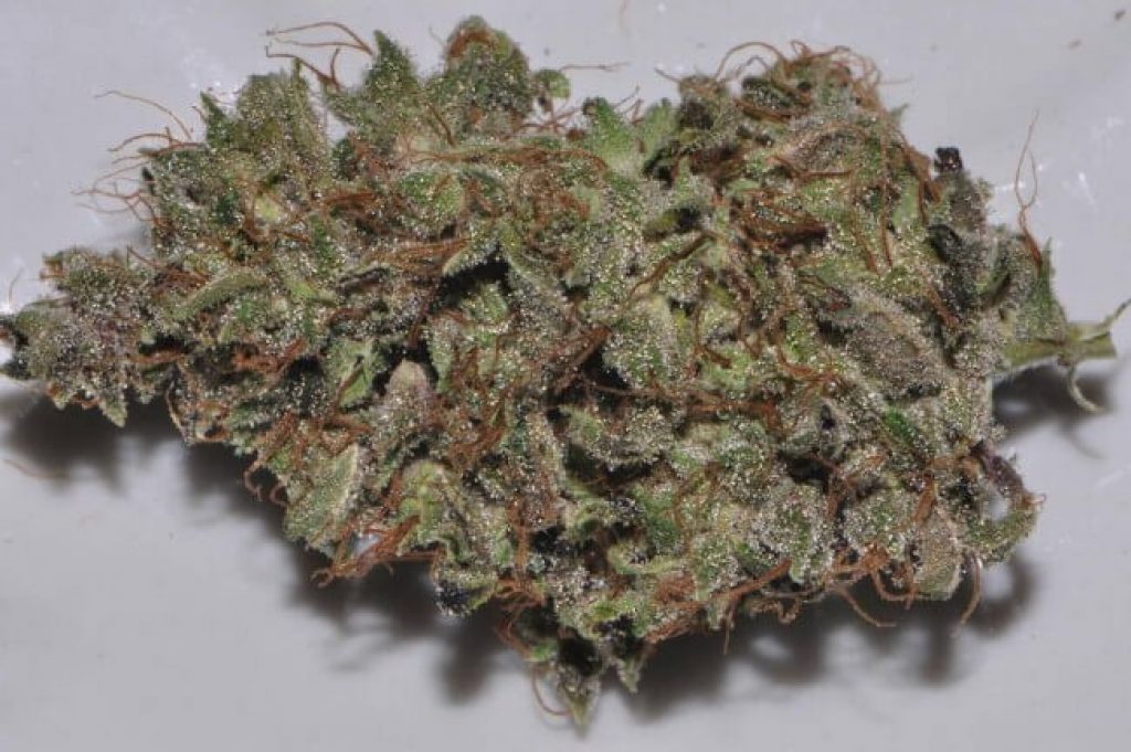 Bangi Haze Strain