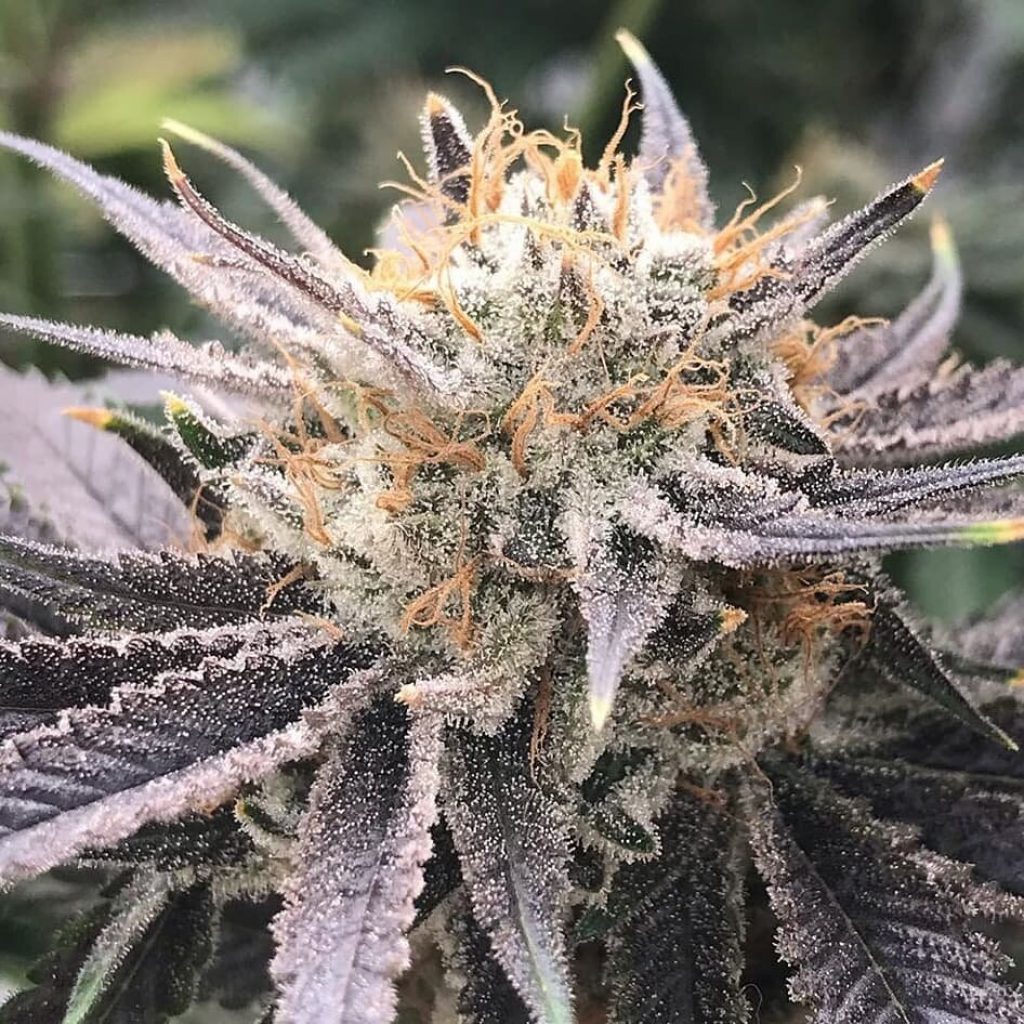 Gran Champagne Strain