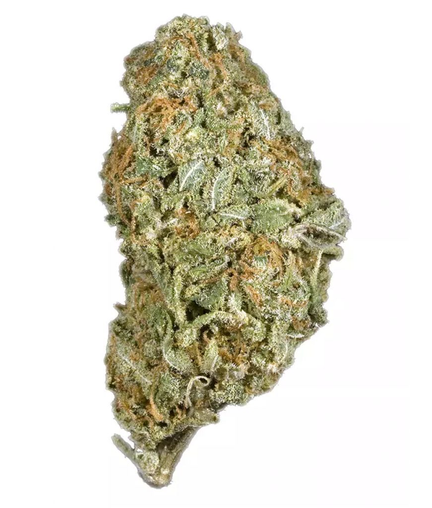 Shipwreck Strain