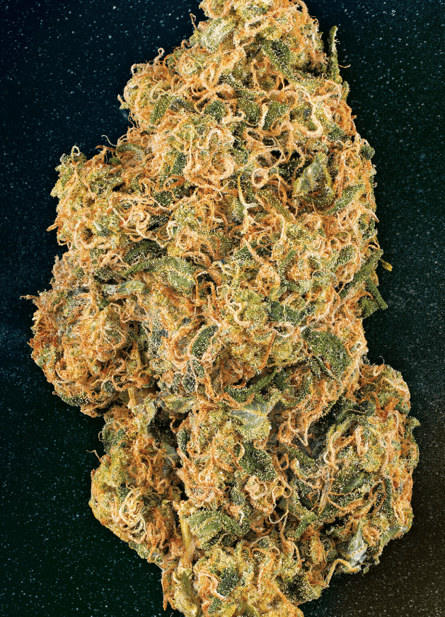 Big Kush Strain