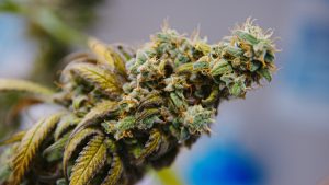 cannabis strains