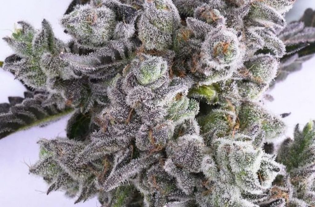 Pearl Scout Cookies Strain