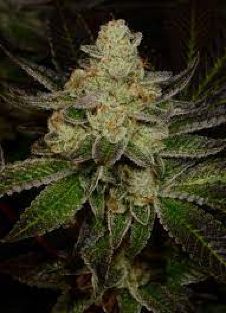 Dough Lato Strain