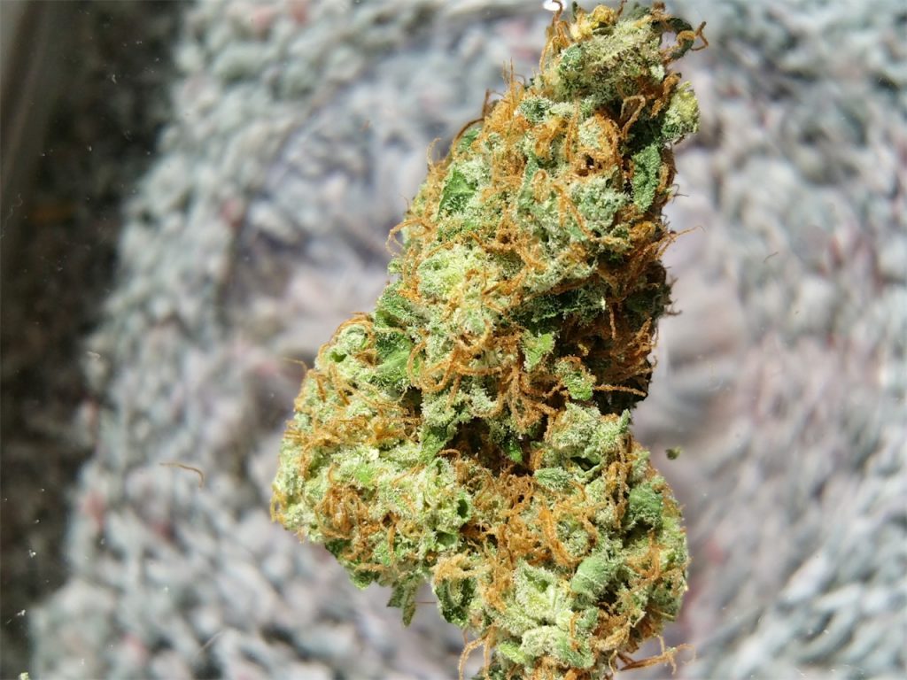 Strawberry Blue Strain