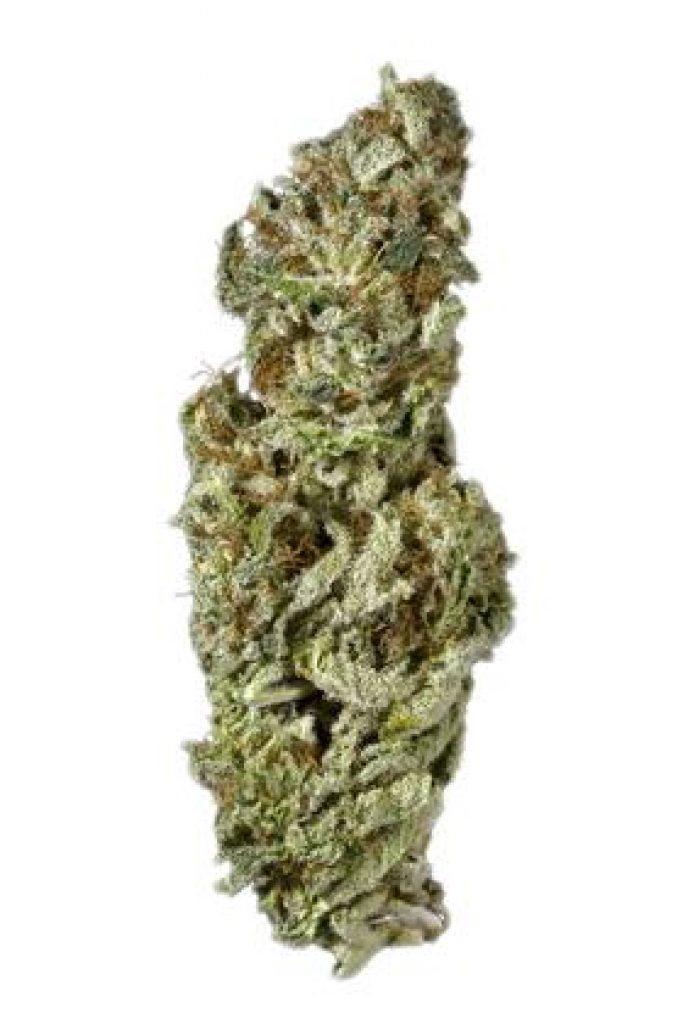 White Queen Strain