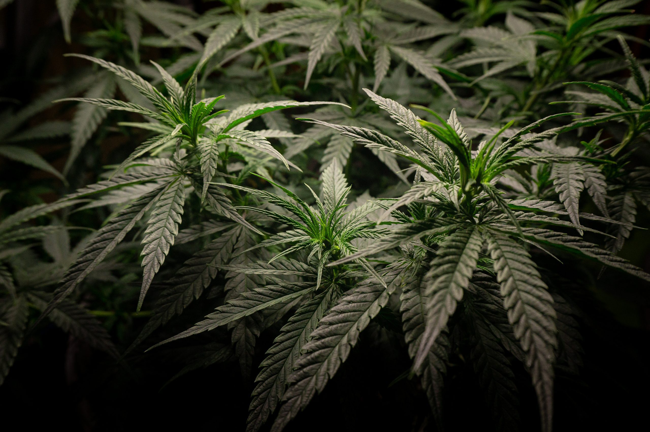 Marijuana Odor court ruling
