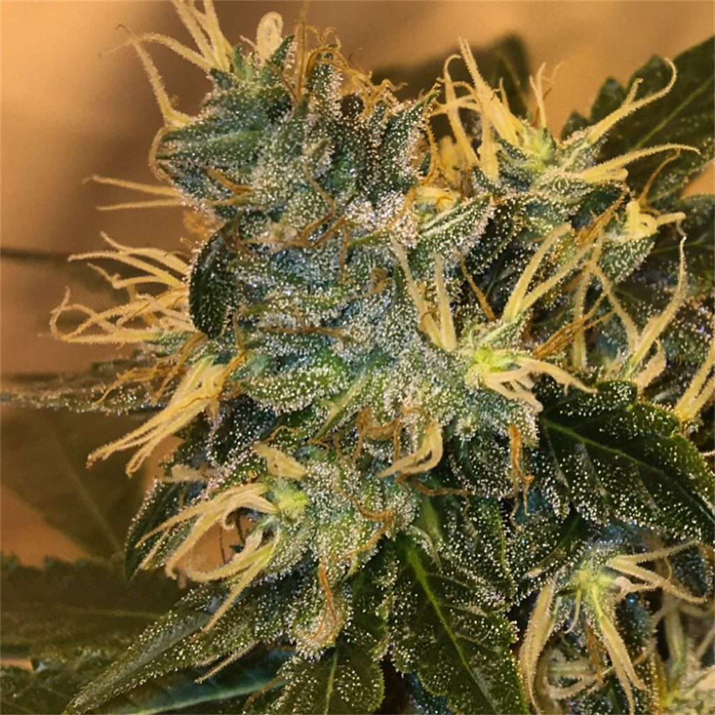 Sleestack Strain