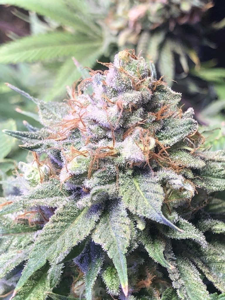 Big Sur Holy Weed Strain