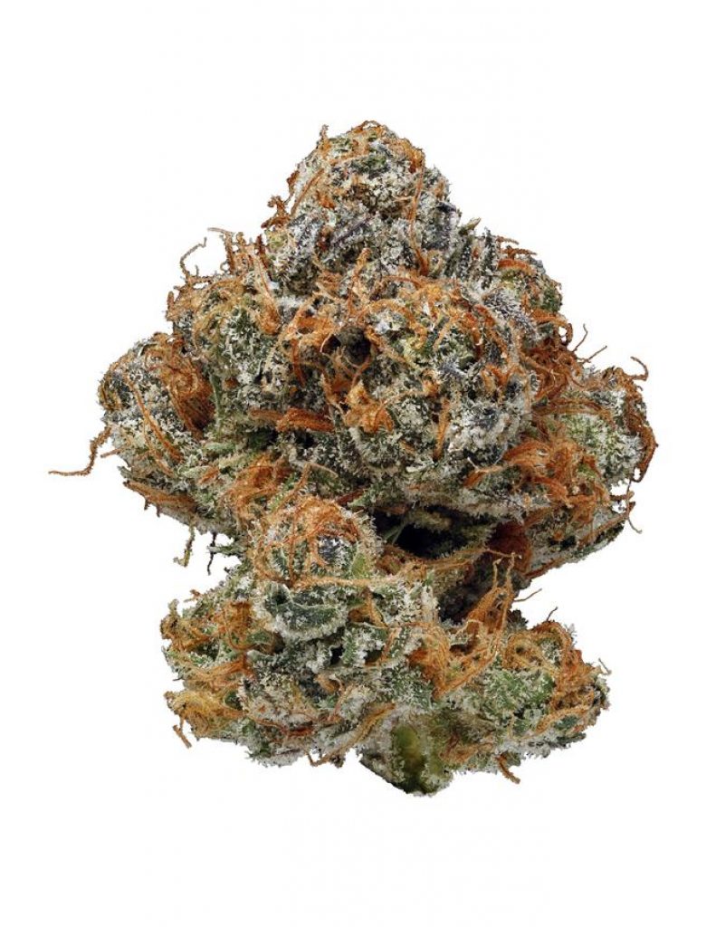 NY Cheese Strain