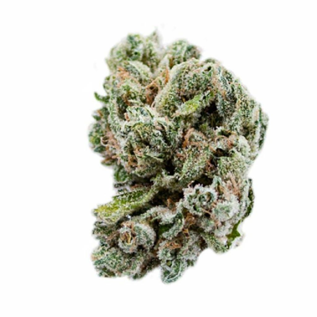 SFV Dog Strain