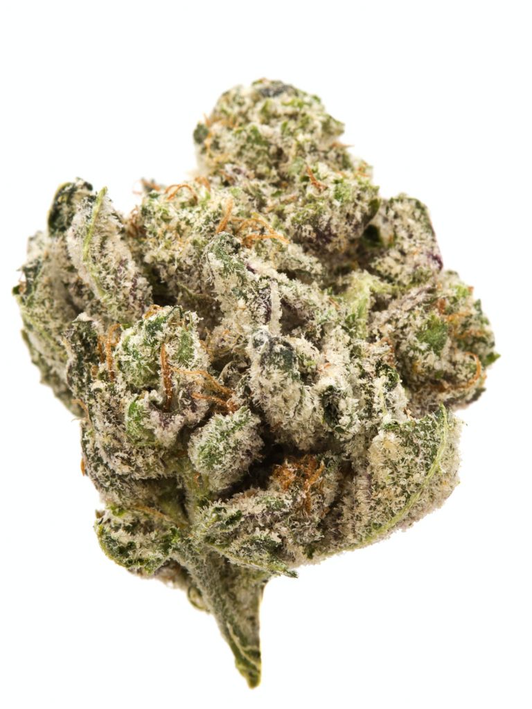 Loud Scout Strain
