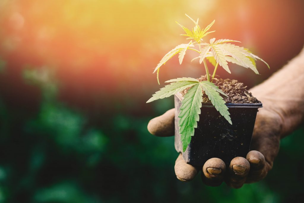 Marijuana Grow Kit