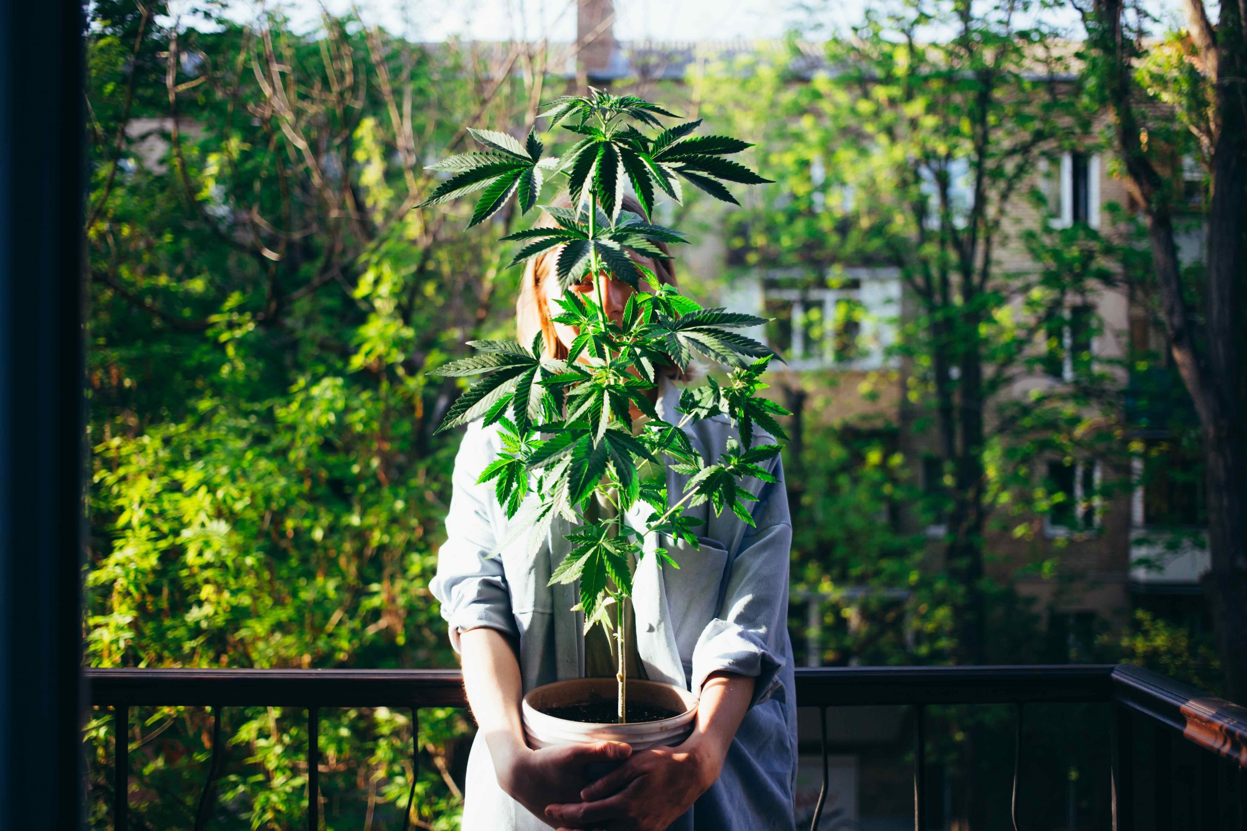 cannabis grow kit