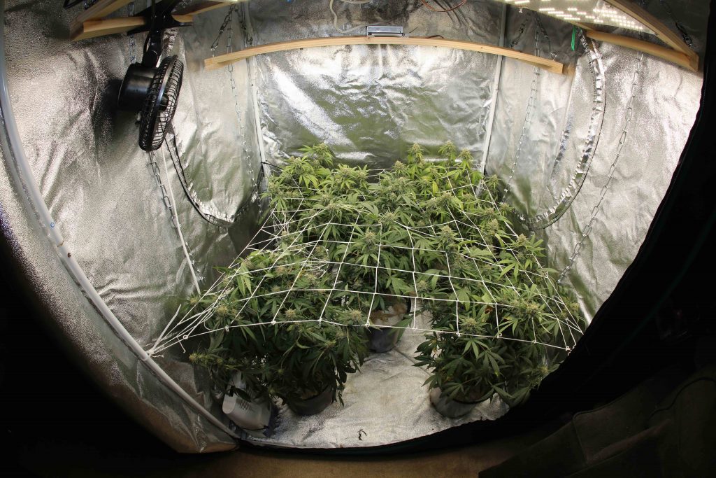 cannabis grow tent