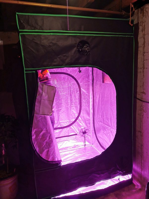 Complete Grow Tent Guide Flavor Fix