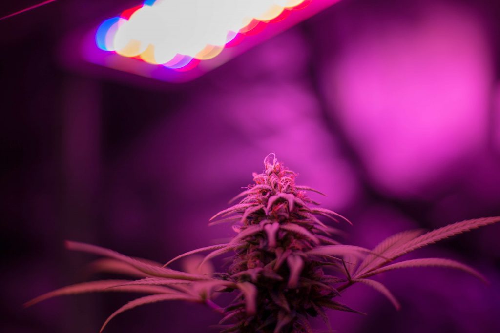 marijuana grow tent