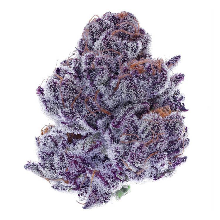 sherbet purple punch strain