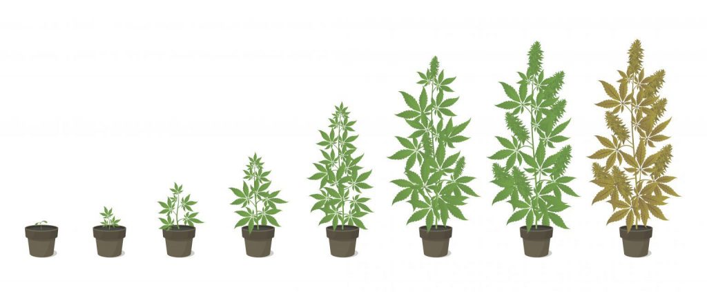 Growing Stages of Weed 1536x634 1