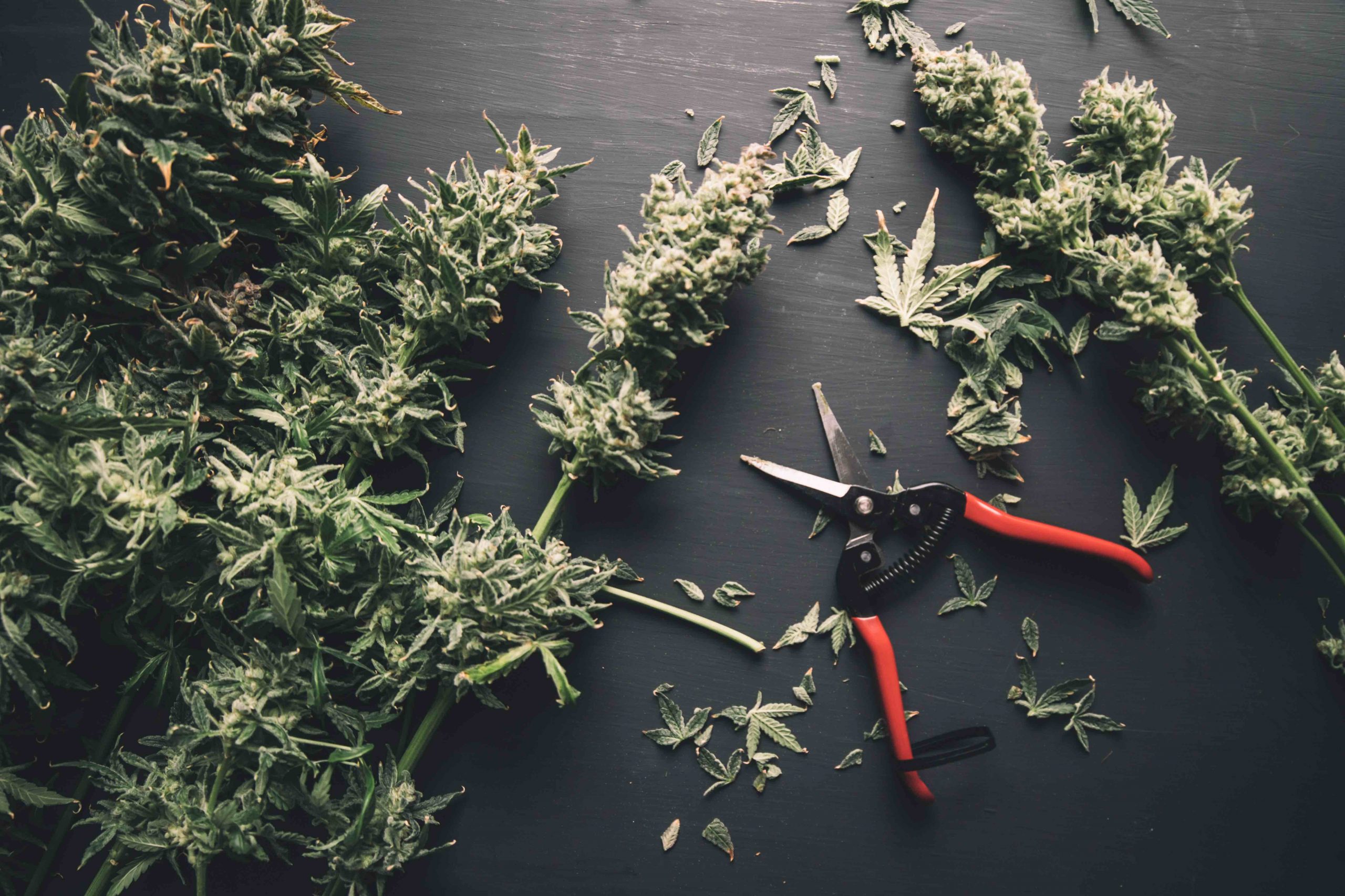 When to Harvest Cannabis Grow Guide Flavor Fix