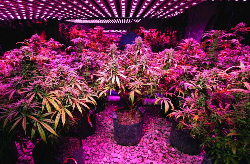 Indoor Grow Lights 1536x1005 1