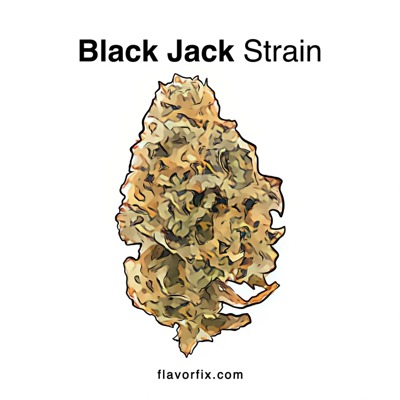 Black Jack Strain