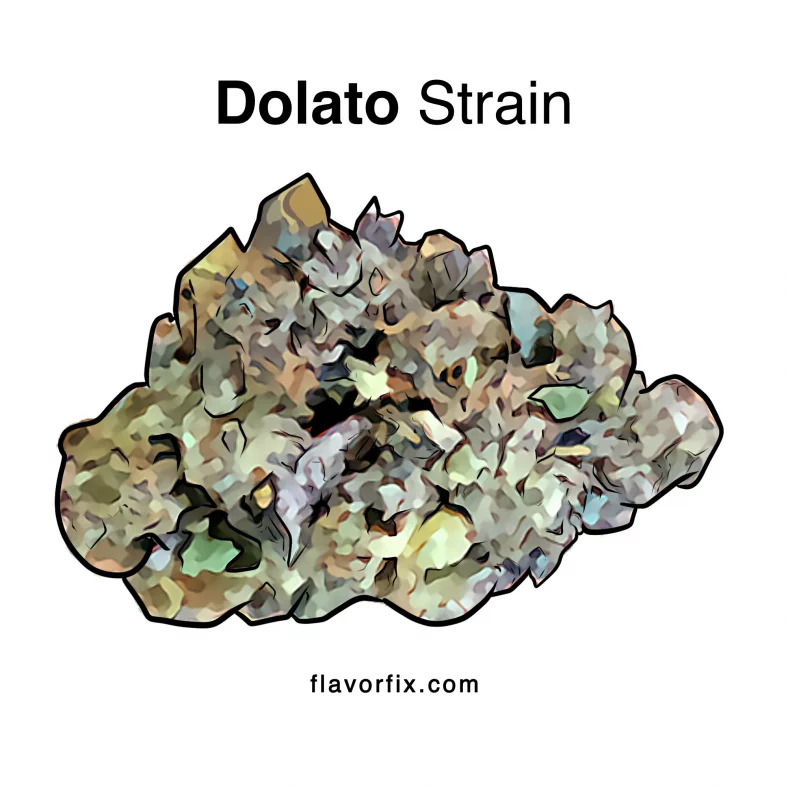 Dolato Strain