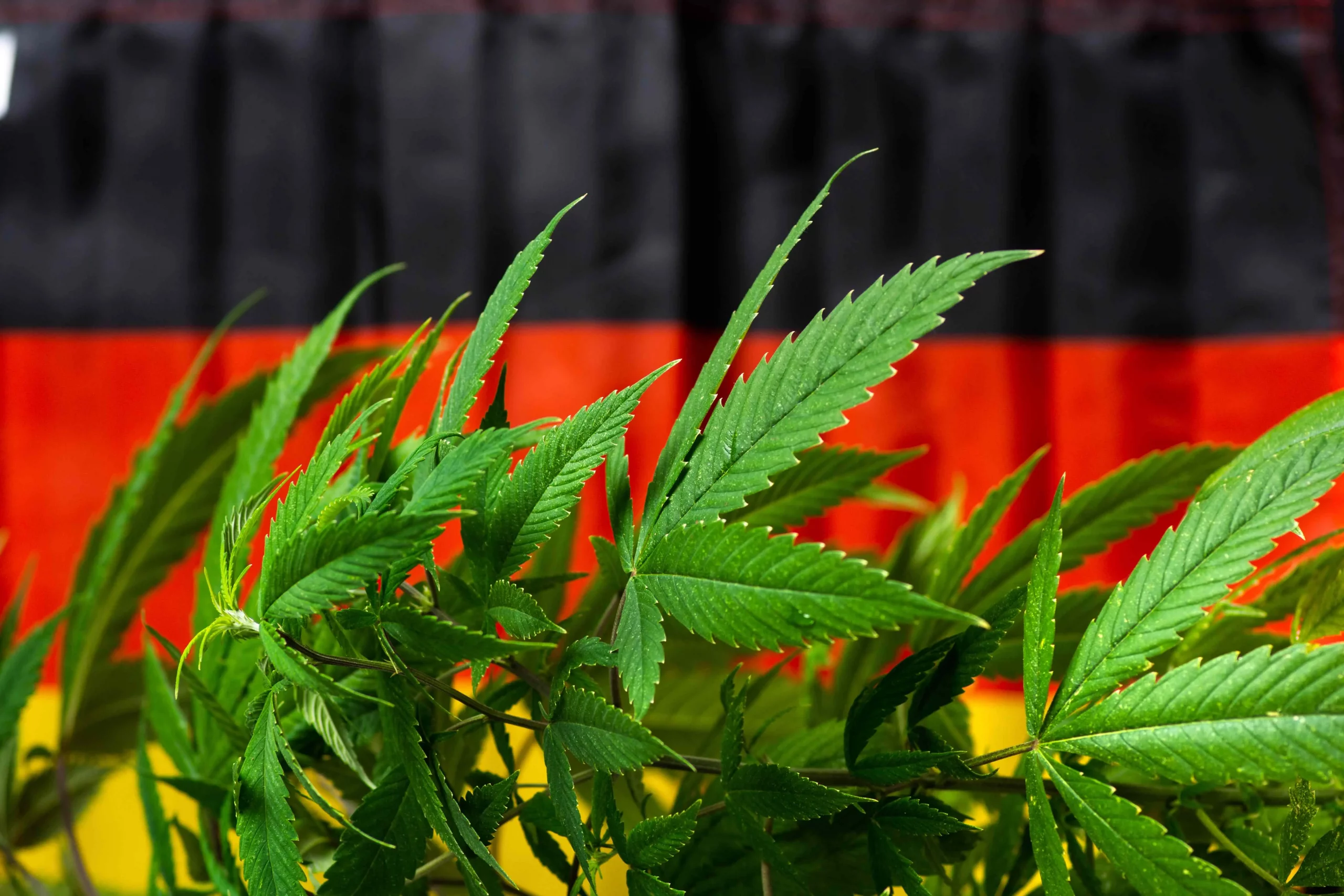 Germany Marijuana Legalization