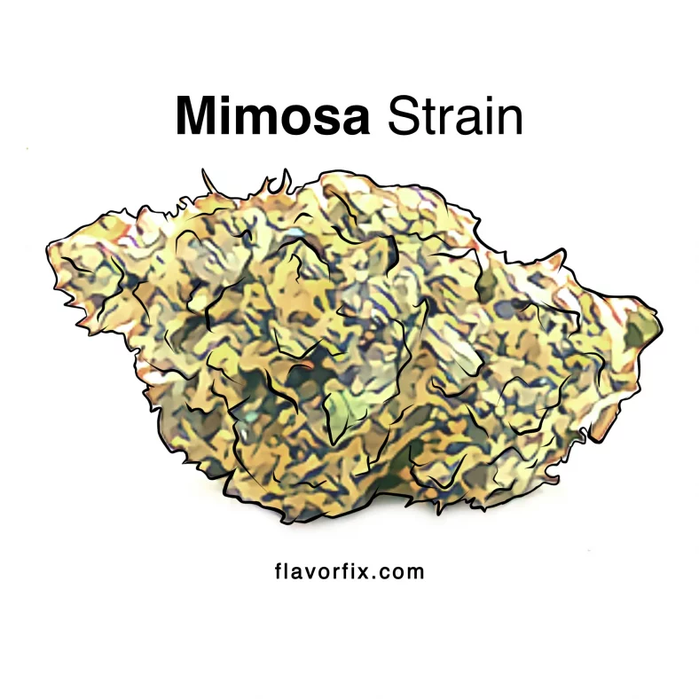 Mimosa Strain – Learn Why This Strain is a Smash Hit at Brunch